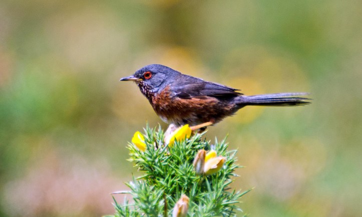 Dartford warbler (Sylvia undata) late May , Galicia, Spain