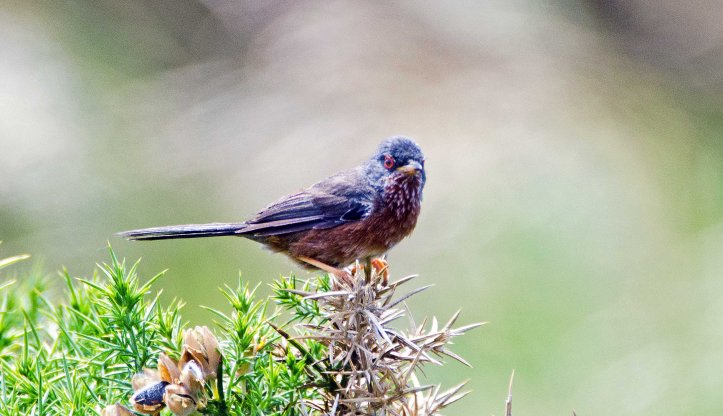 Dartford warbler (Sylvia undata) late May , Galicia, Spain