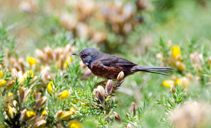 Dartford warbler (Sylvia undata) late May, Galicia, Spain