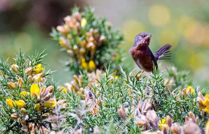 Dartford warbler (Sylvia undata) female? looking at the camera, late May, Galicia