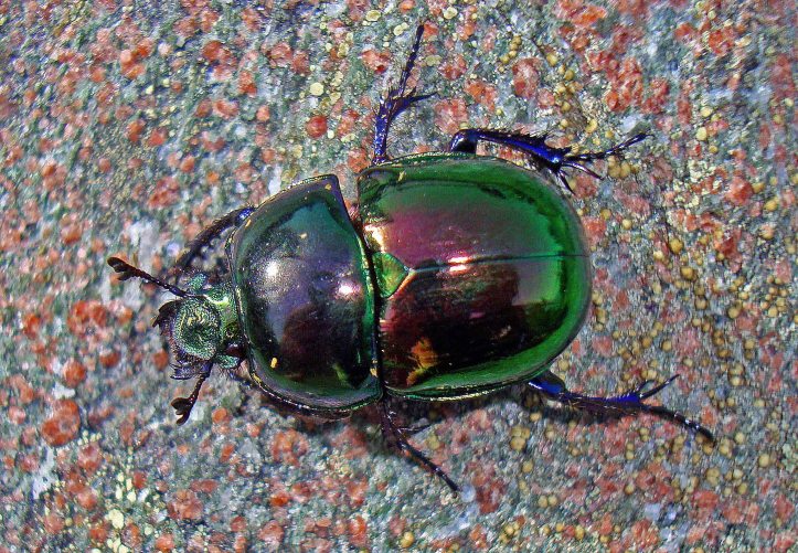 Dung beetle (Trypocopris [=Geotrupes] pyrenaeus var. var. coruscans)