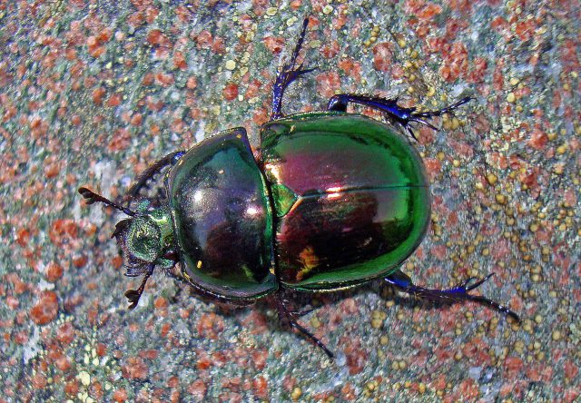 Dung beetle (Trypocopris [=Geotrupes] pyrenaeus var. var. coruscans)