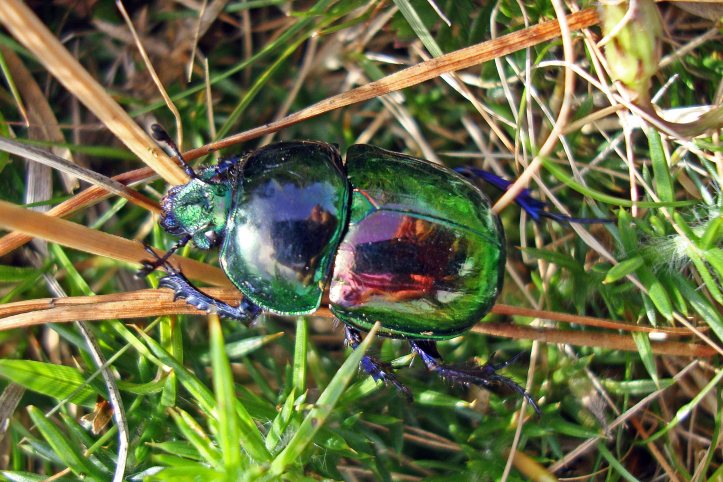 Dung beetle (Trypocopris [=Geotrupes] pyrenaeus var. var. coruscans) 