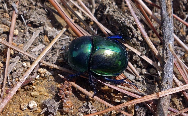 Dung beetle (Trypocopris [=Geotrupes] pyrenaeus var. var. coruscans) 