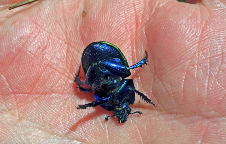 Dung beetle (Trypocopris [=Geotrupes] pyrenaeus var. var. coruscans) underside