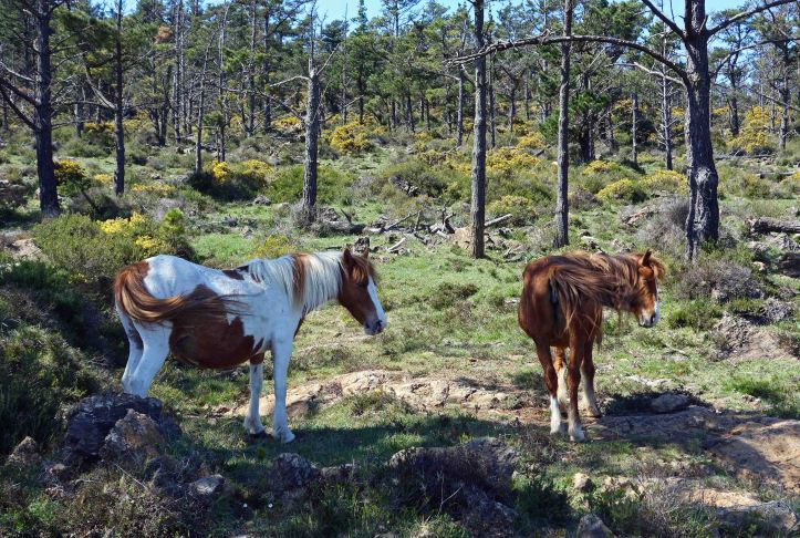 Galician ponies