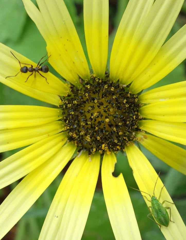  Green mirid and ant on Arctotheca calendula flower 