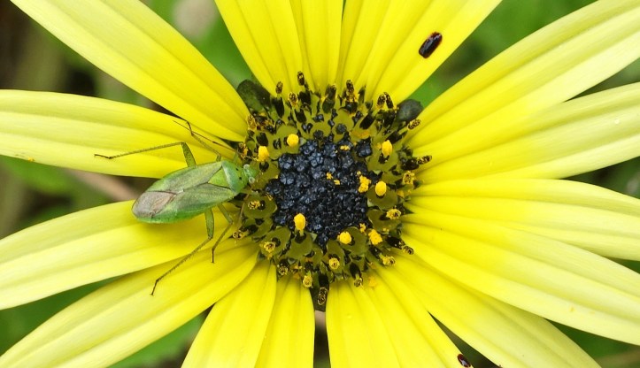 Green mirid on Arctotheca calendula flower