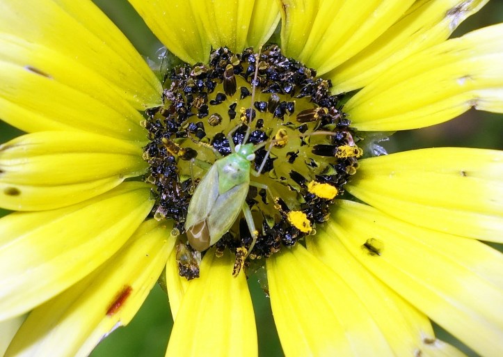 Green mirid on Arctotheca calendula flower