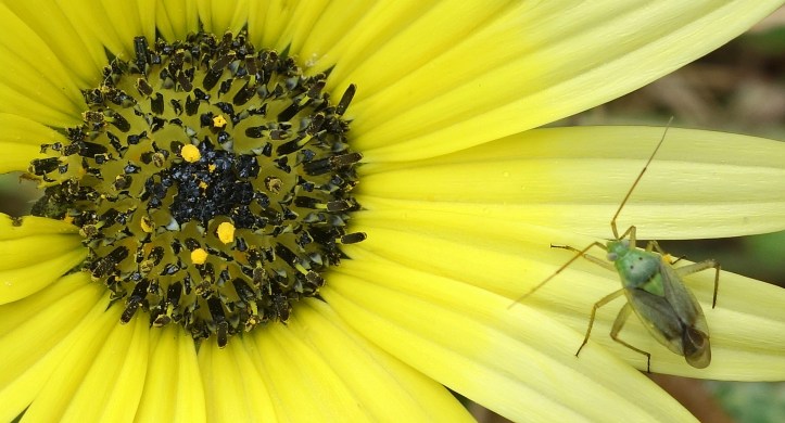 Green mirid on Arctotheca calendula flower 