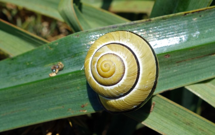 Grove snail (Cepea nemoralis) one-banded, yellow form from Galicia, Spain