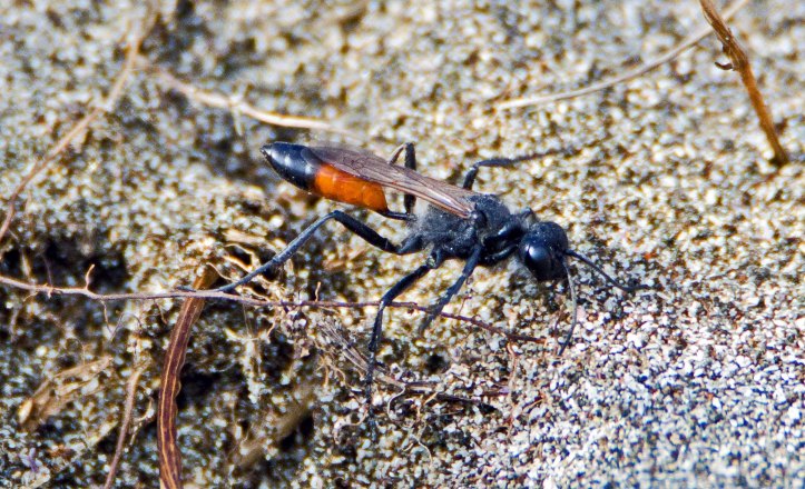 Hairy sand wasp (Podalonia hirsuta)