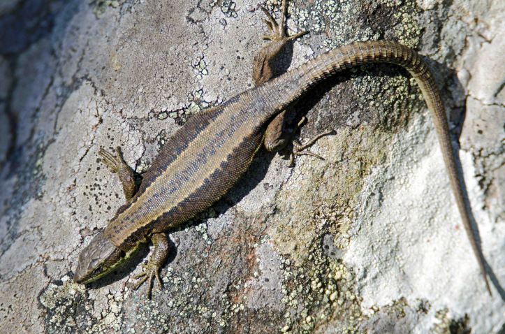 Iberian mountain lizard (Iberolacerta monticola cantabrica) female