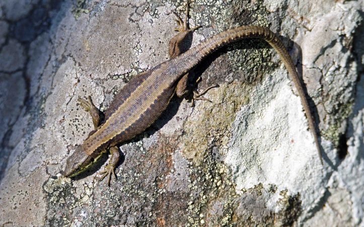 Iberian mountain lizard (Iberolacerta monticola cantabrica) female