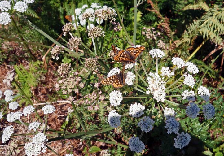  Marsh Fritillaries on Hemlock water dropwort (Oenanthe crocata)