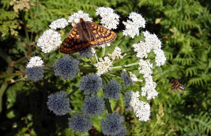Marsh Fritillary and bee on Hemlock water dropwort (Oenanthe crocata)