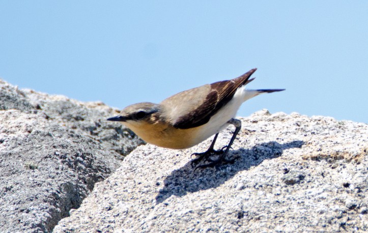 Northern Wheatear (Oenanthe oenanthe) female, Galicia