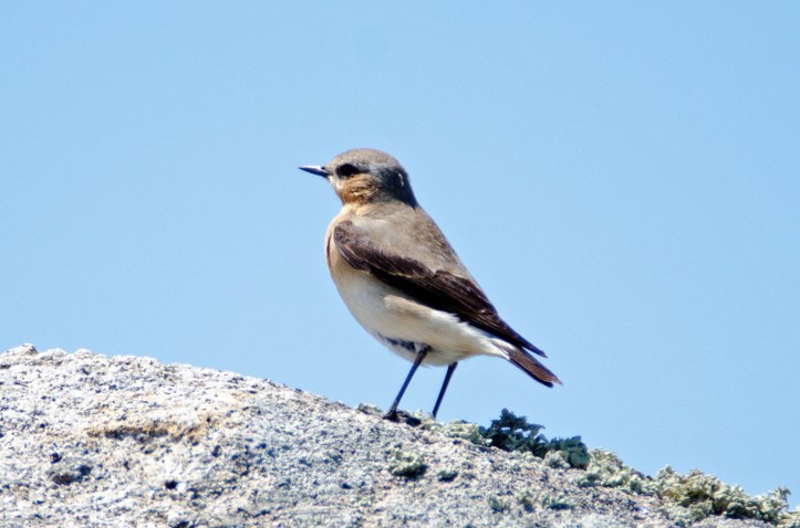  Northern Wheatear (Oenanthe oenanthe) female, Galicia