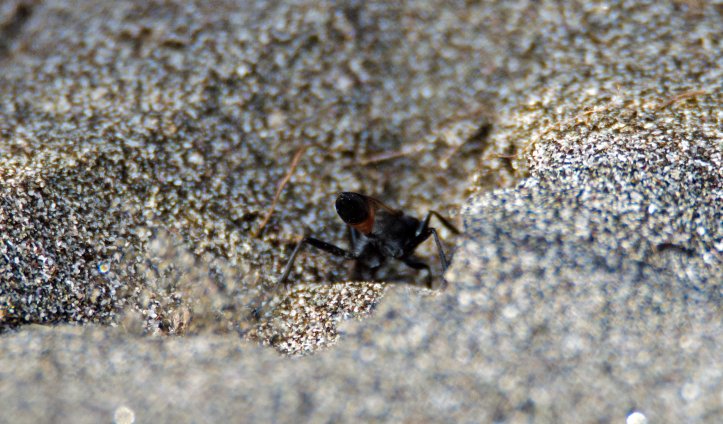 Sand grains thrown up by Hairy sand wasp