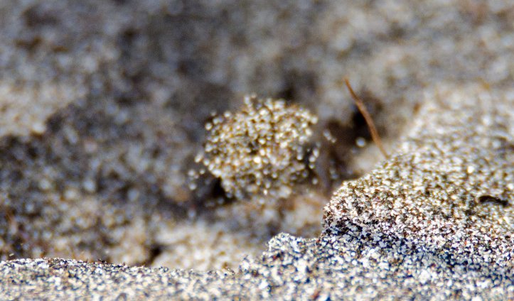 Sand thrown up by sand wasp