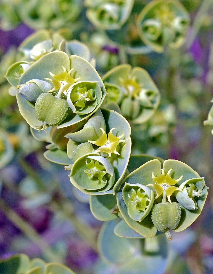 Sea Spurge (Euphorbia paralias) 'flowers' close up