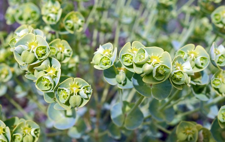 Sea Spurge (Euphorbia paralias) 'flowers'