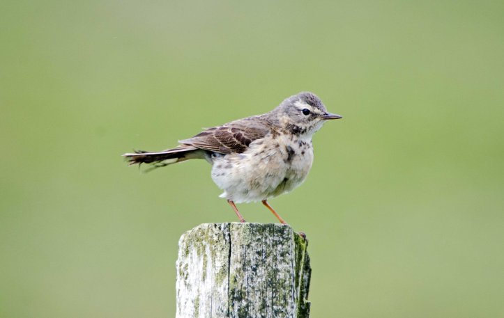Water pipit (Anthus spinoletta spinoletta) Galicia, Spain
