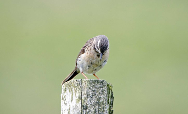  Water pipit (Anthus spinoletta spinoletta) Galicia, Spain 