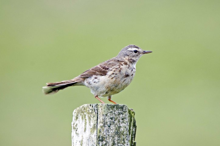 Water pipit (Anthus spinoletta spinoletta) Galicia, Spain