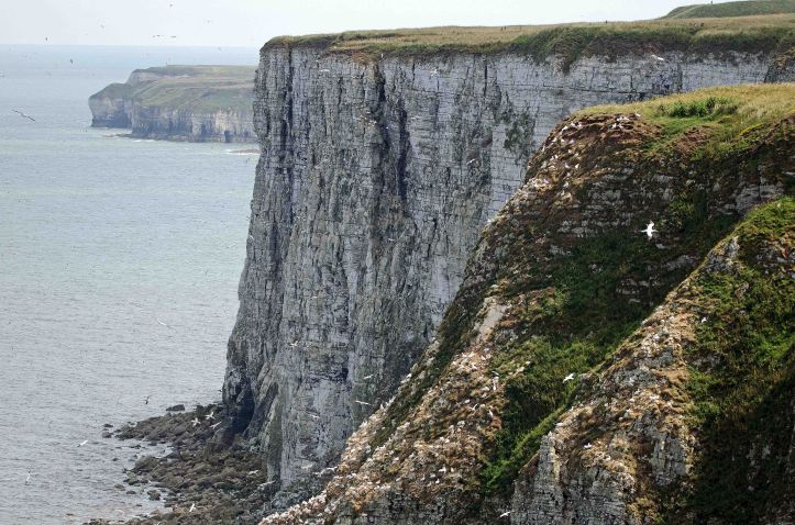Bempton cliffs 