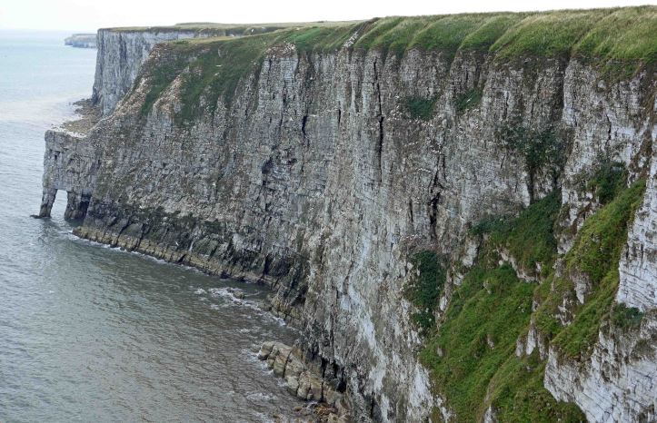 Gannets and chicks, Yorkshire