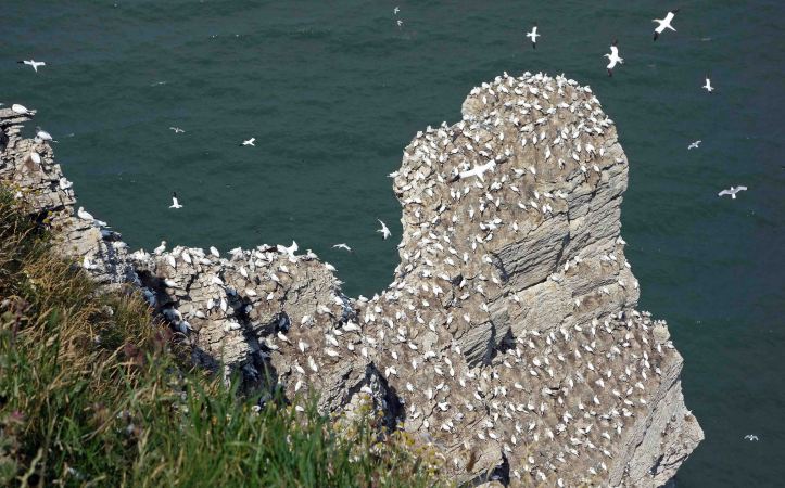 Gannet colony at Bempton 