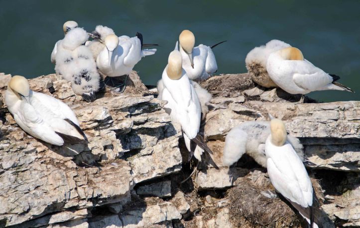Gannets and chicks at Bempton
