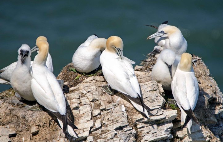 Gannets and chicks at Bempton on 15/07/15
