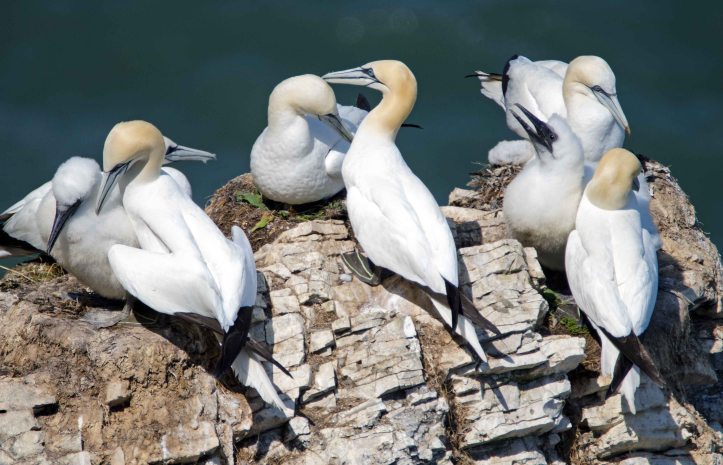 Gannets and chicks at Bempton cliffs on 15/07/15