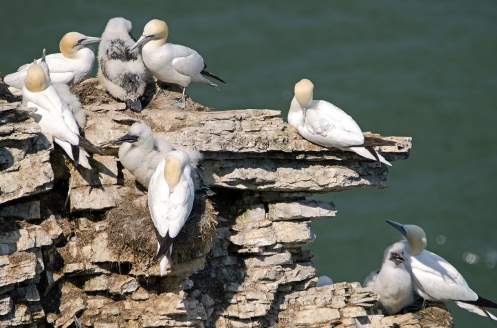 Gannets and chicks at Bempton Cliffs on 15/07/15