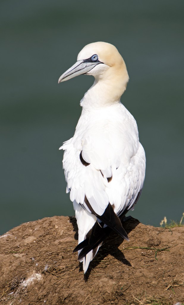 Northern gannet (Sula bassana)
