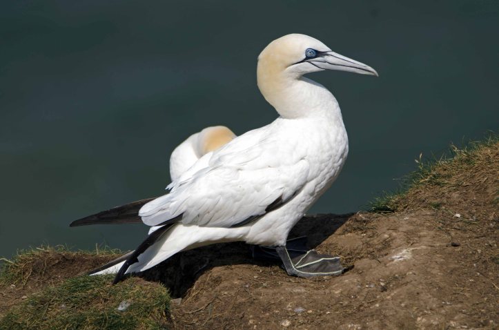 Northern gannet (Sula bassana) above Bempton Cliffs