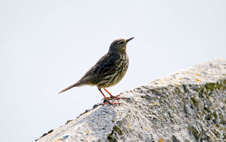 Rock pipit (Anthus petrosus) showing relatively long, dark bill