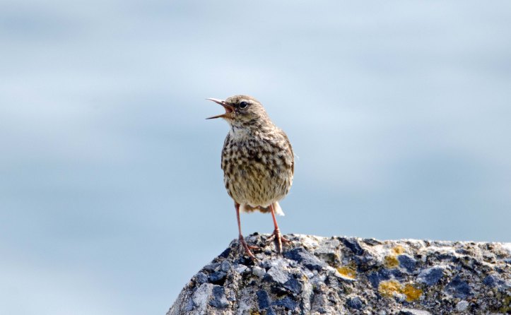 Rock pipit (Anthus petrosus) adult 