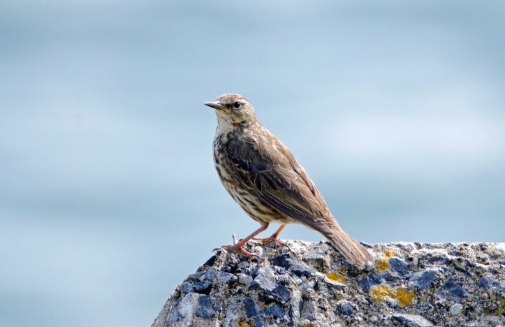 Rock pipit (Anthus petrosus) showing upperside