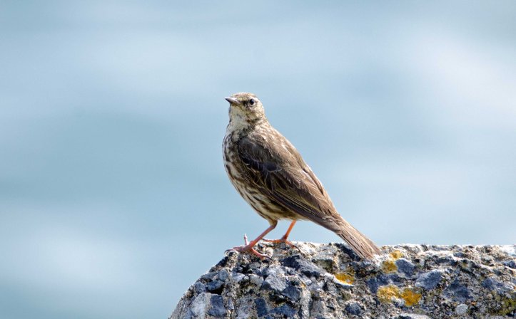 Rock pipit (Anthus petrosus) 