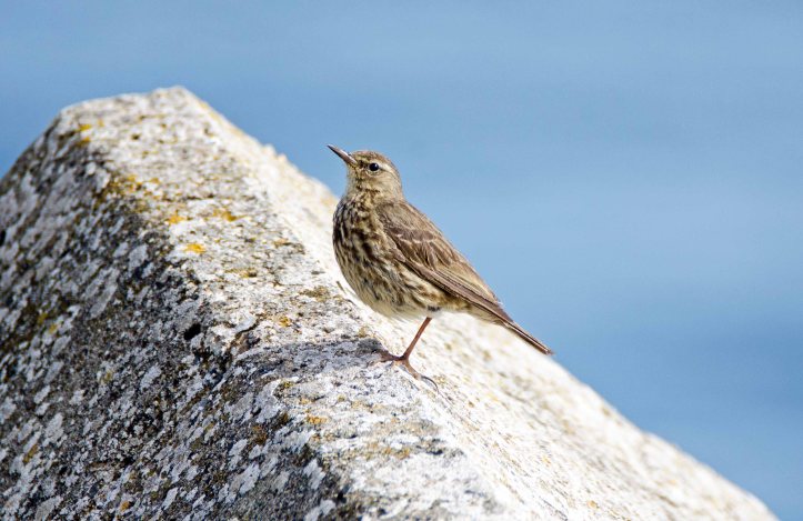 Rock pipit (Anthus petrosus) adult resting on on one leg