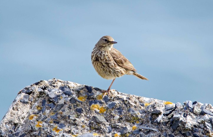 Rock pipit (Anthus petrosus) balanced on one leg 