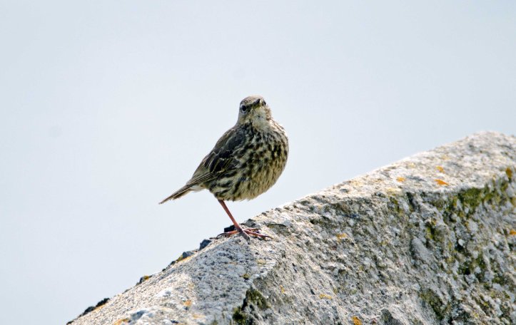 Rock pipit (Anthus petrosus) on one leg