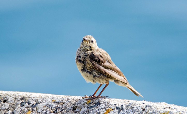 Rock pipit (Anthus petrosus) juvenile?