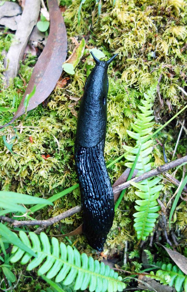 European black slug (Arion ater) on moss_edited-1