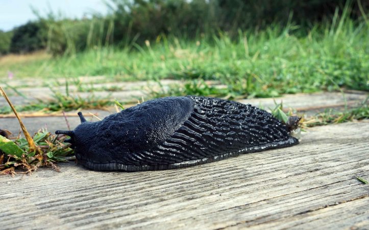 European black slug (Arion ater)