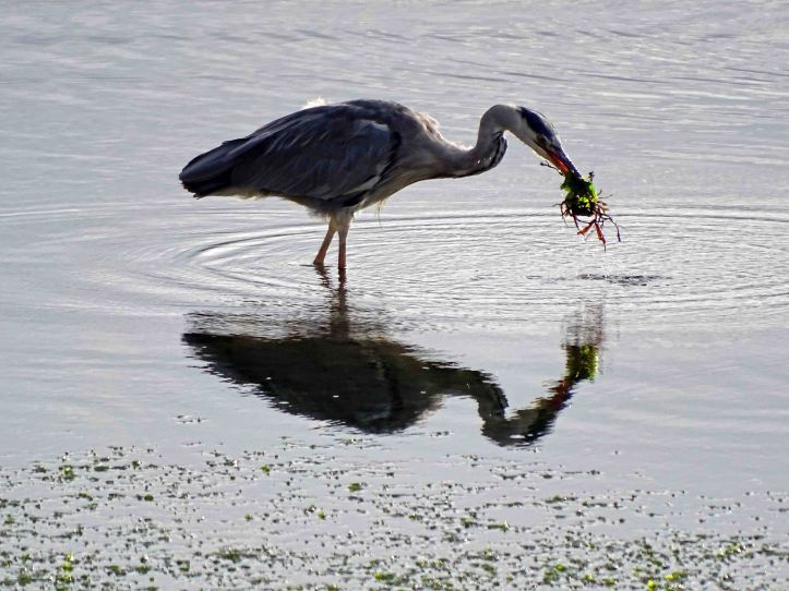 Heron with gunnel