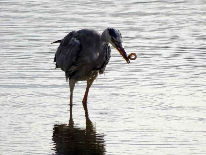 Heron with gunnel